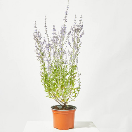 SALVIA RUSA MACETA 15CM