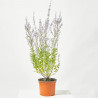 SALVIA RUSA MACETA 15CM
