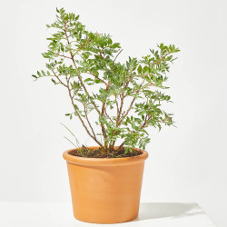 LENTISCO MACETA 13CM