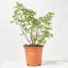 LENTISCO MACETA 13CM