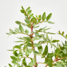 LENTISCO MACETA 13CM
