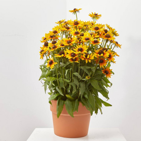 RUDBECKIA MACETA 15CM