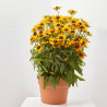 RUDBECKIA MACETA 15CM