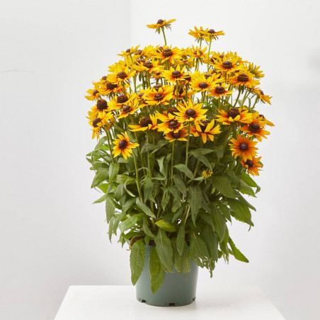 RUDBECKIA MACETA 15CM