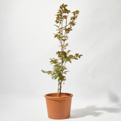 HAYA PÚRPURA MACETA 24CM