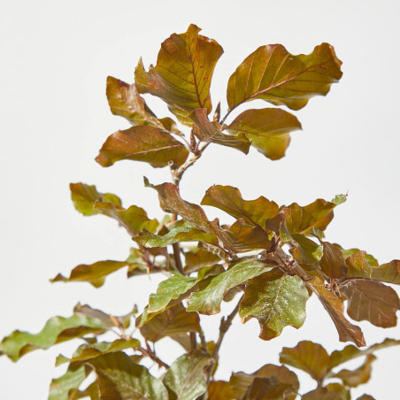 HAYA PÚRPURA MACETA 24CM