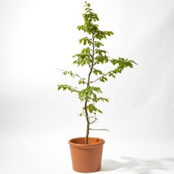 CARPINUS MACETA 24CM