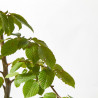 CARPINUS MACETA 24CM
