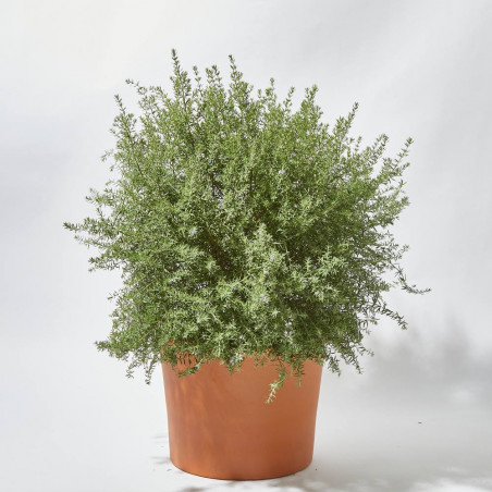 WESTRINGIA 30CM