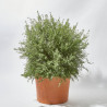 WESTRINGIA 30CM