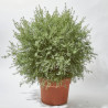WESTRINGIA 30CM