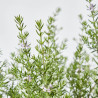WESTRINGIA 30CM
