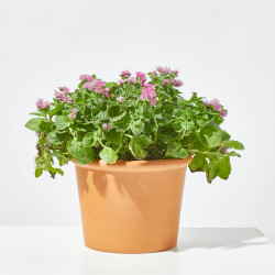 AGERATUM MACETA 13CM