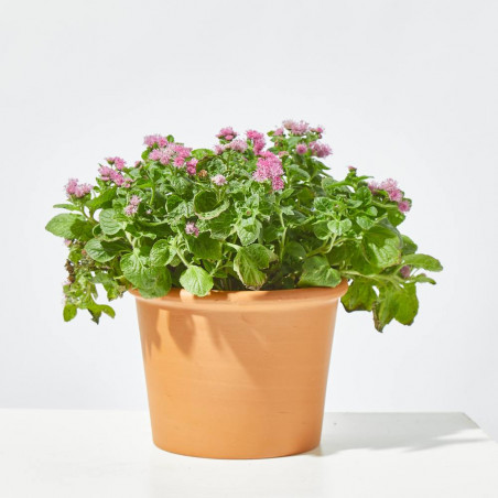 AGERATUM MACETA 13CM
