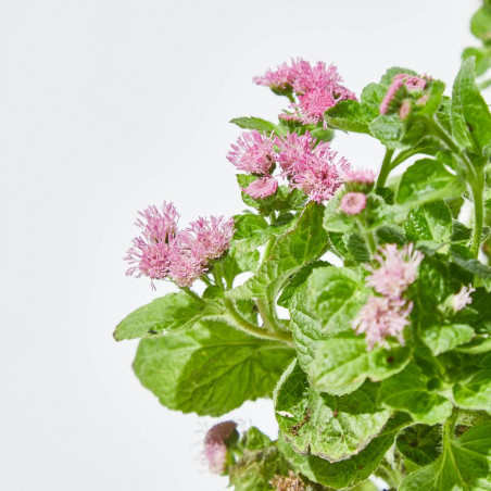 AGERATUM MACETA 13CM