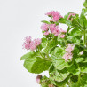 AGERATUM MACETA 13CM