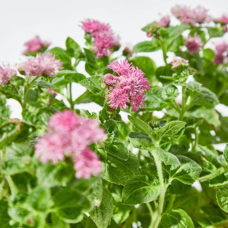 AGERATUM MACETA 13CM