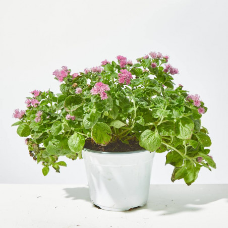AGERATUM MACETA 13CM