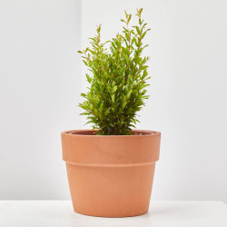 GRANADO ENANO MACETA 14CM