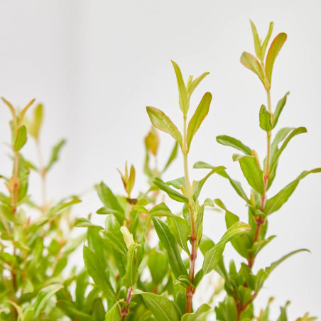 GRANADO ENANO MACETA 14CM