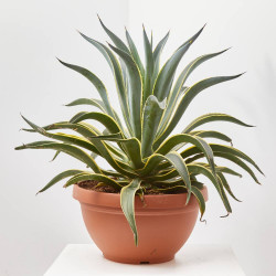 AGAVE DESMETTIANA T40