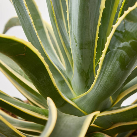 AGAVE DESMETTIANA T40