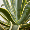 AGAVE DESMETTIANA T40