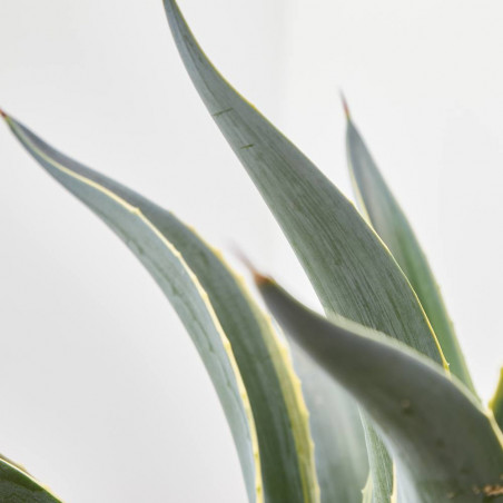AGAVE DESMETTIANA T40