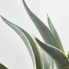 AGAVE DESMETTIANA T40