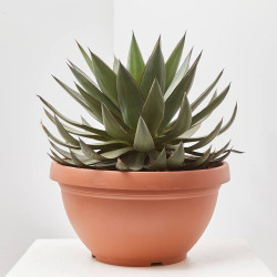 AGAVE ROMANII T40