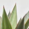 AGAVE ROMANII T40