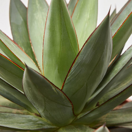 AGAVE ROMANII T40
