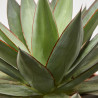 AGAVE ROMANII T40