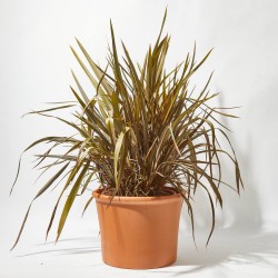 PHORMIUM 30L