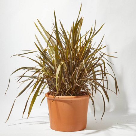 PHORMIUM 30L