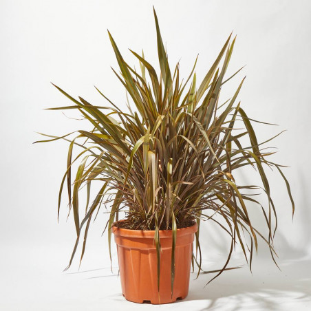 PHORMIUM 30L
