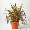 PHORMIUM 30L