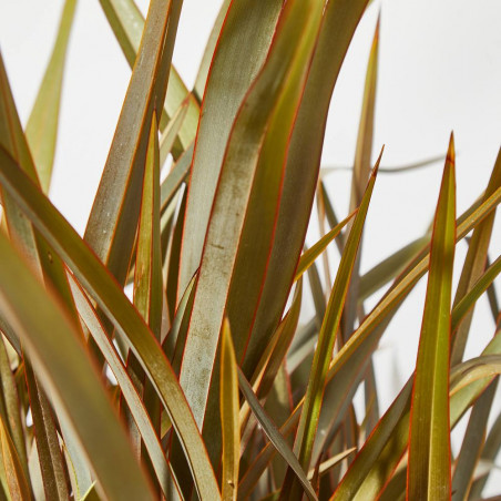PHORMIUM 30L