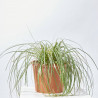 CAREX MACETA 15CM