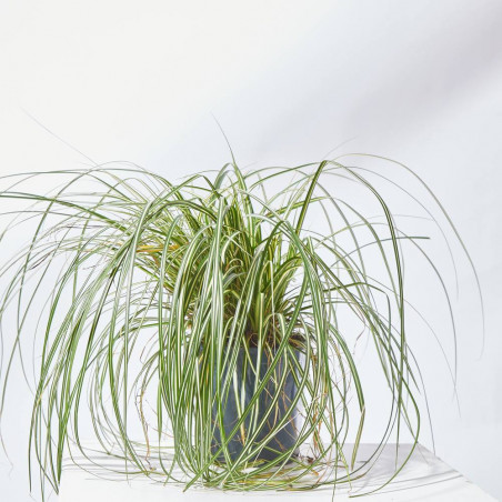 CAREX MACETA 15CM
