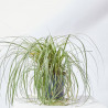 CAREX MACETA 15CM