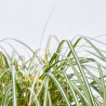 CAREX MACETA 15CM