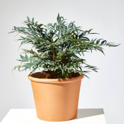 MAHONIA MACETA 21CM