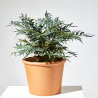MAHONIA MACETA 21CM