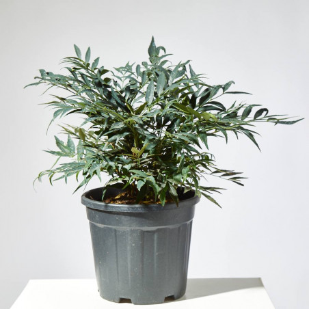 MAHONIA MACETA 21CM
