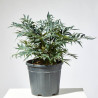 MAHONIA MACETA 21CM
