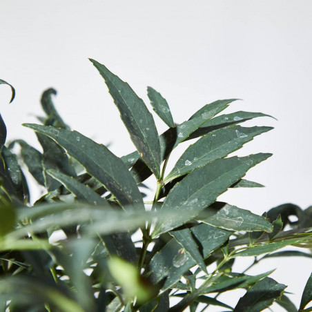 MAHONIA MACETA 21CM