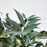 MAHONIA MACETA 21CM