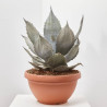 AGAVE LECHUGUILLA T40