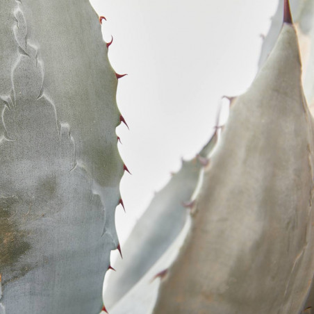 AGAVE LECHUGUILLA T40